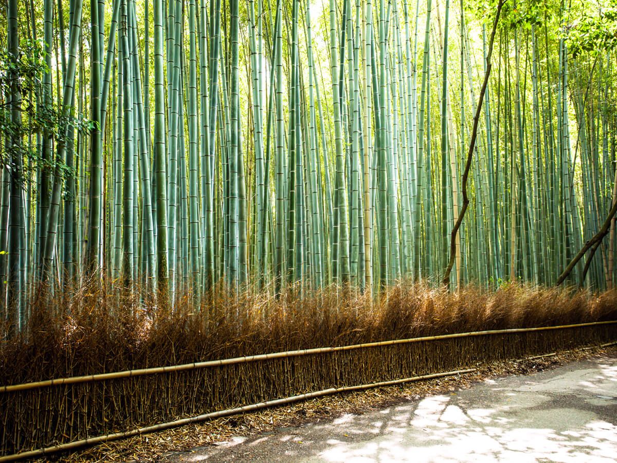 Image of Arashiyama Bamboo Grove in Kyoto, Japan