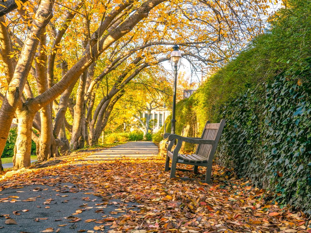 Benches on sidewalk covered in fallen leaves in Princeton, New Jersey