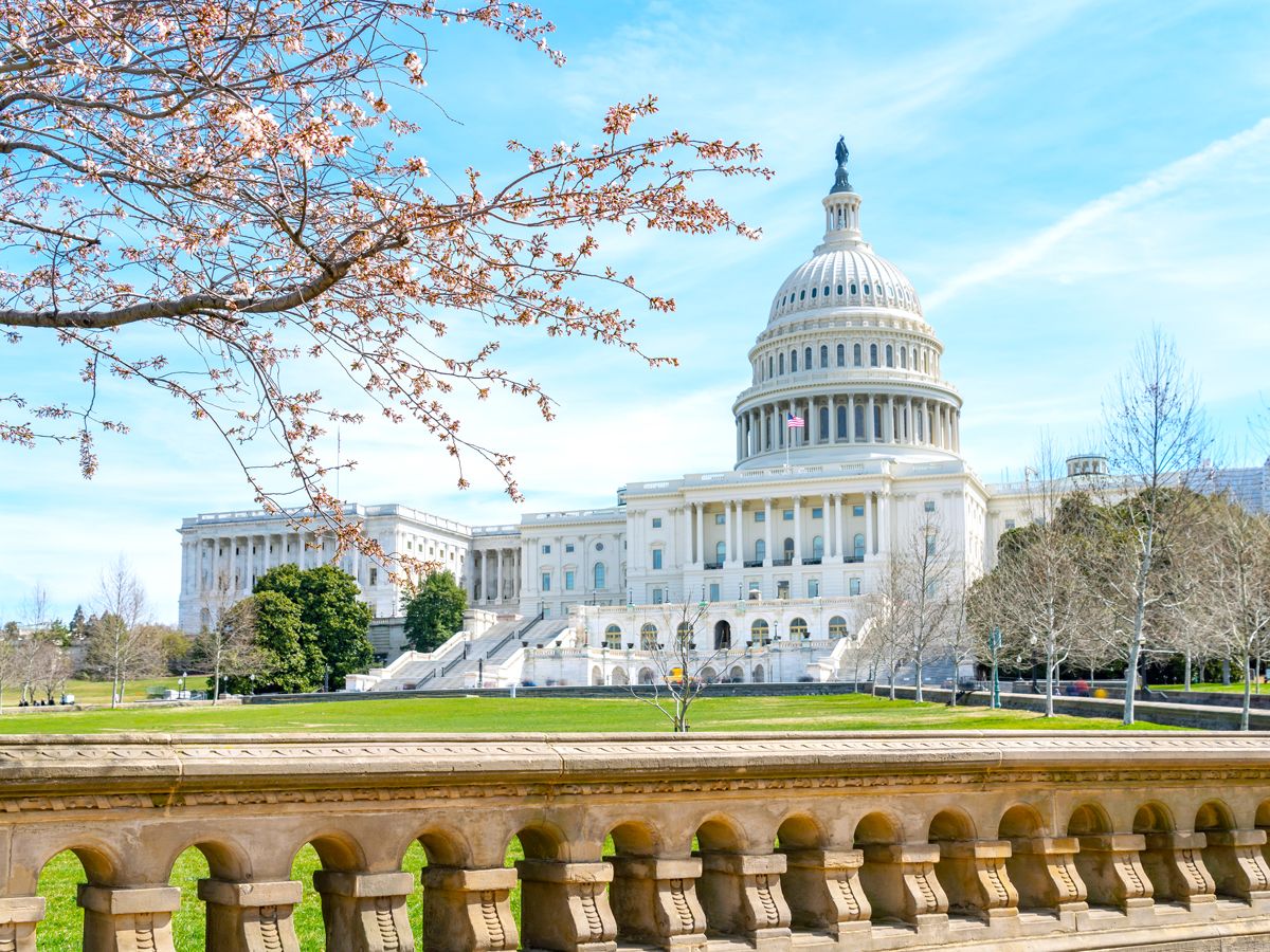 U.S. Capitol Building framed by cherry blossoms