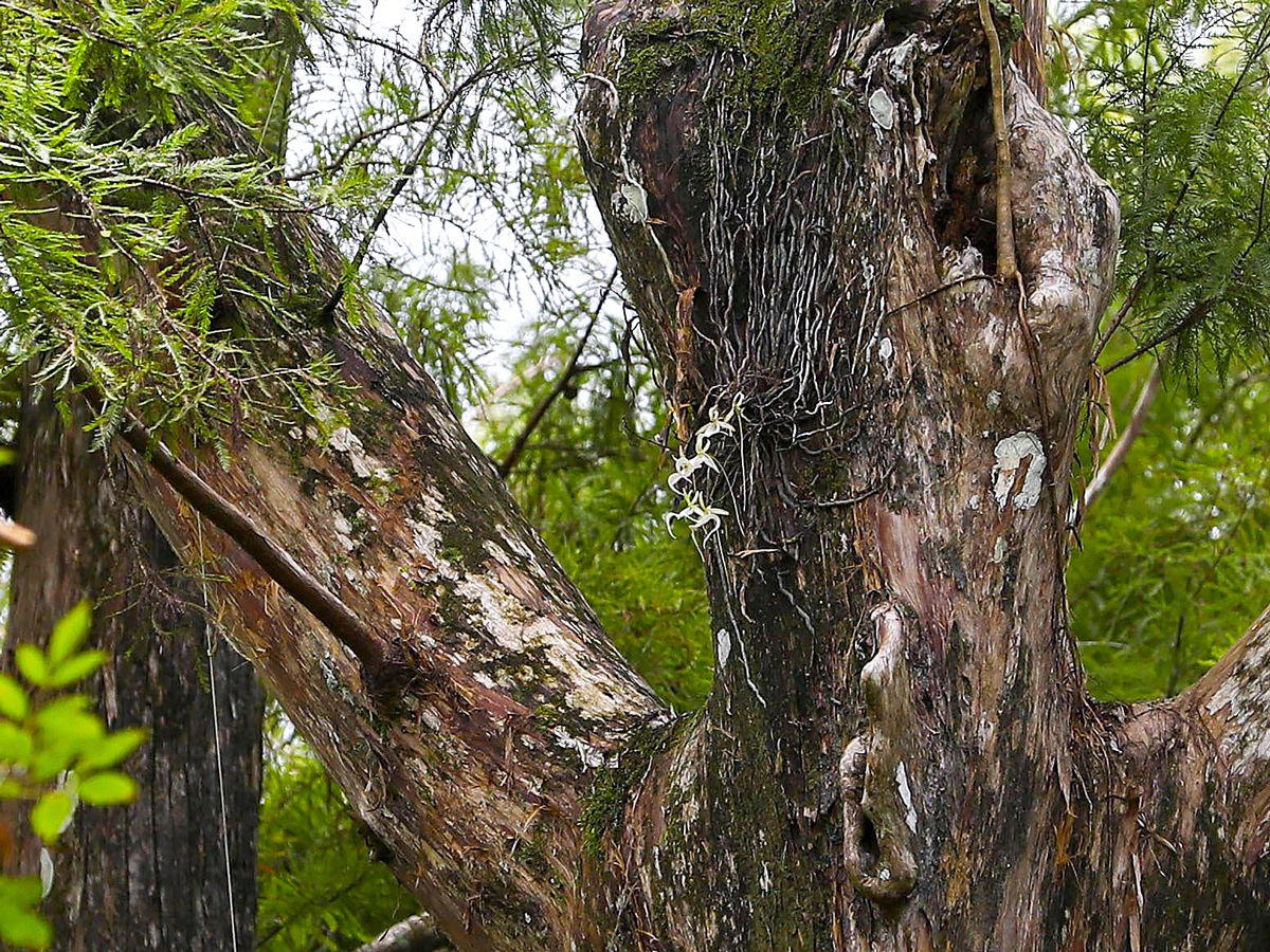Ghost orchids on tree