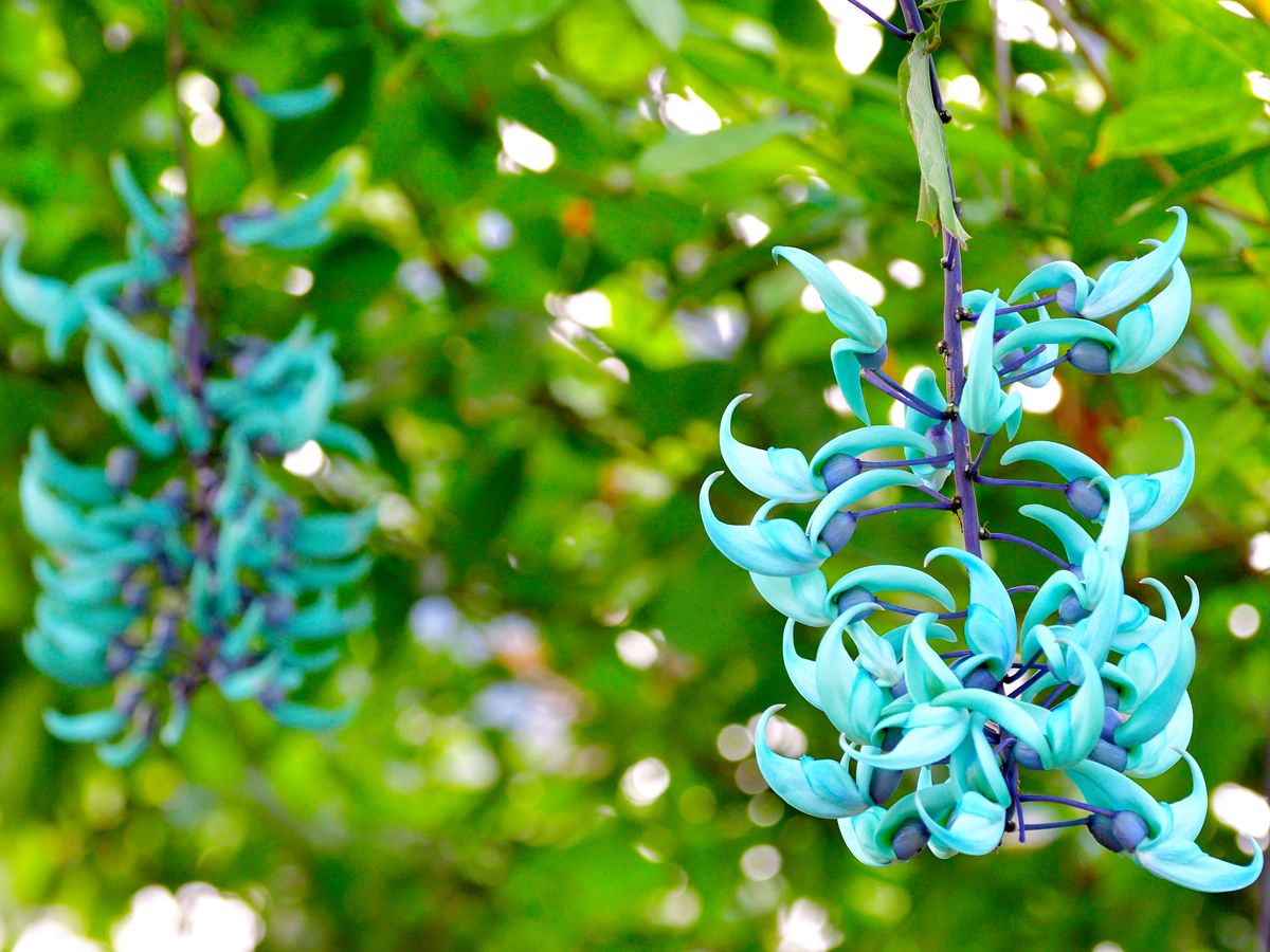 Jade vine flowers in full bloom