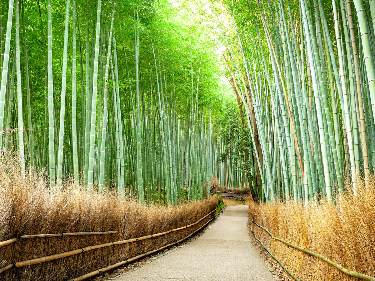 Pathway through Japan's Arashiyama Bamboo Grove