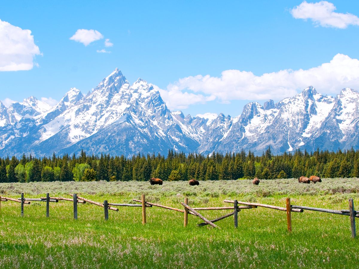 Bison roaming with Wyoming's Teton Range in background
