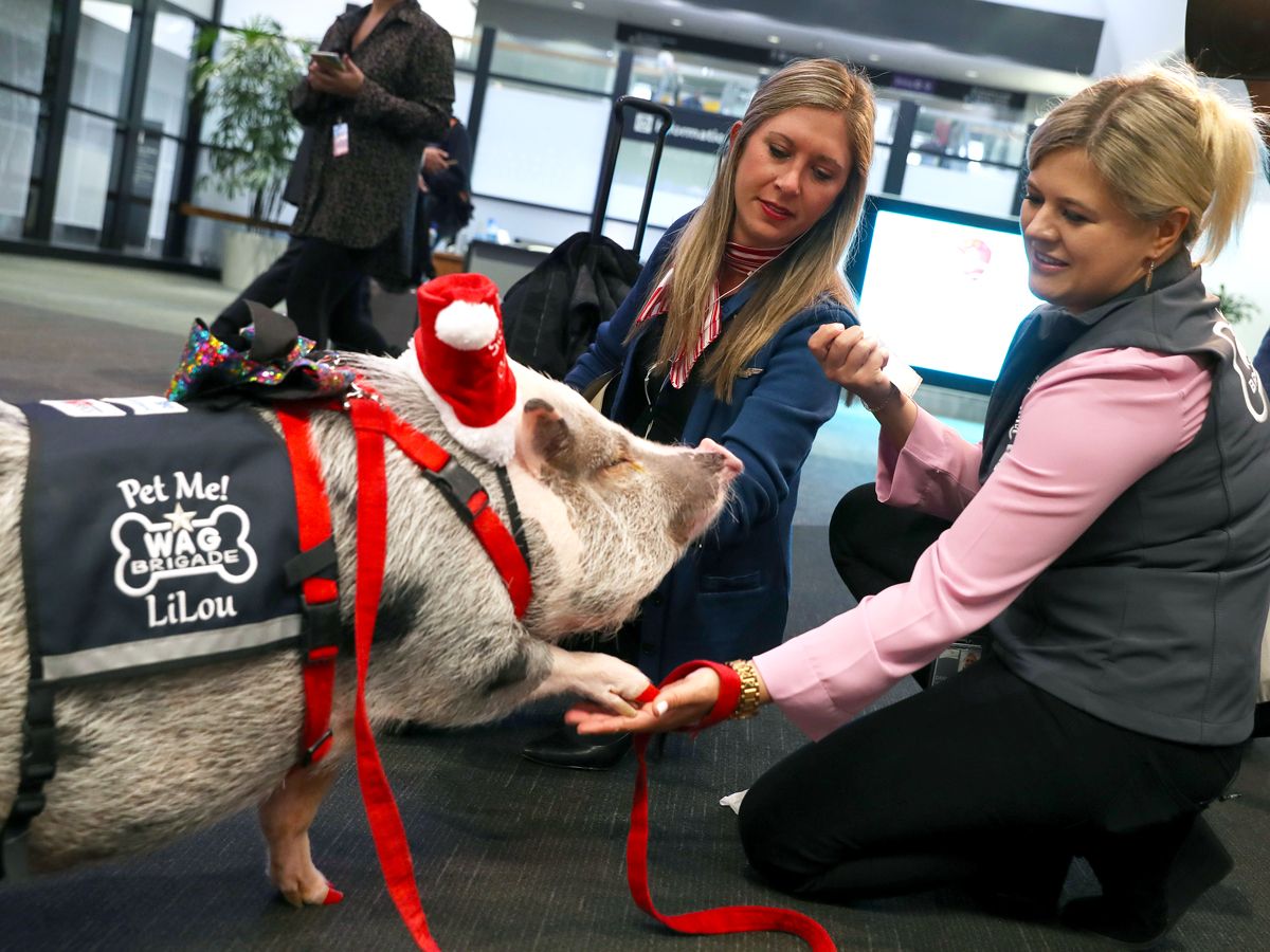 Passengers and handler interacting with LiLou, the therapy pig at San Francisco International Airport