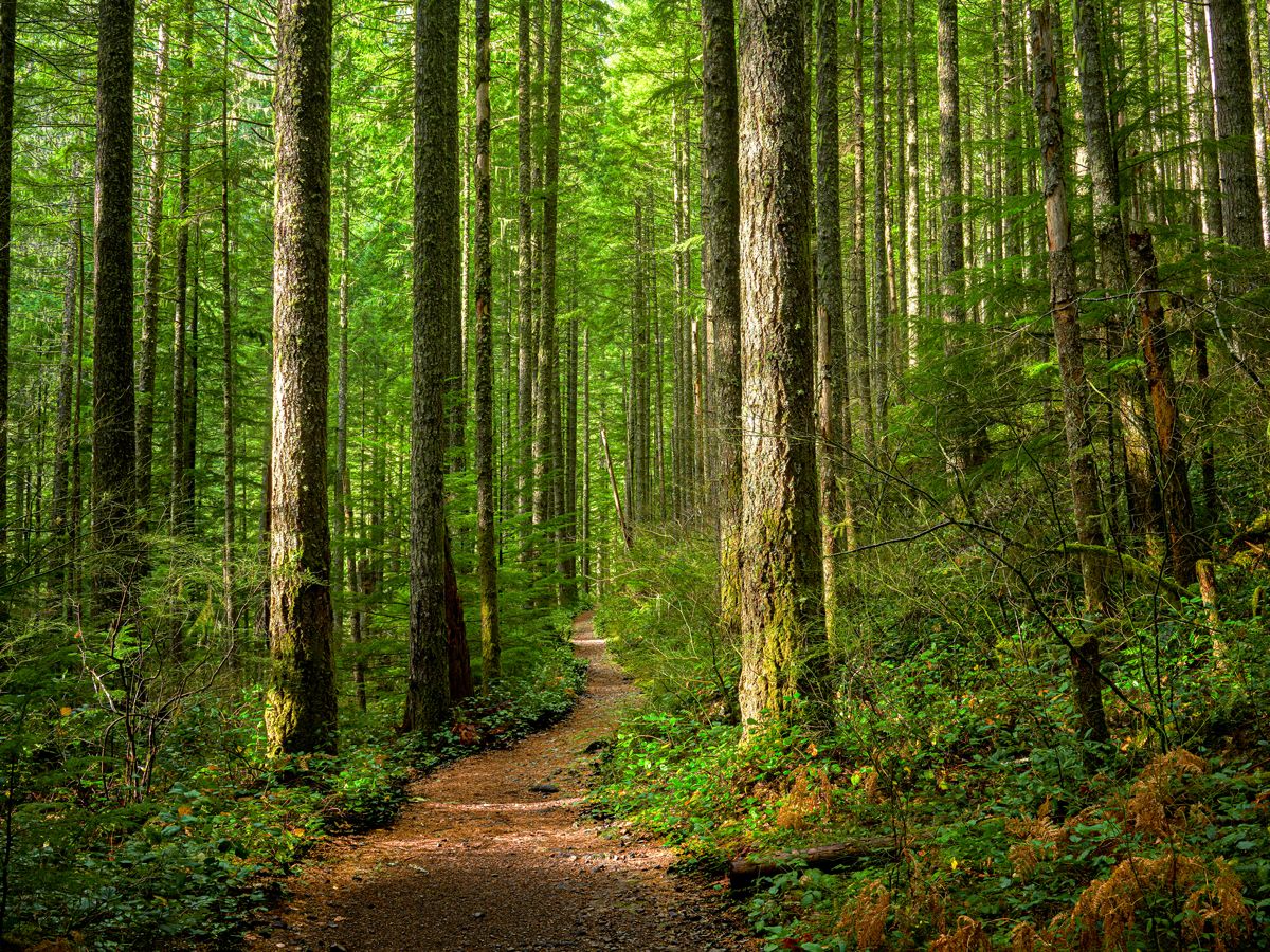 Path through forest