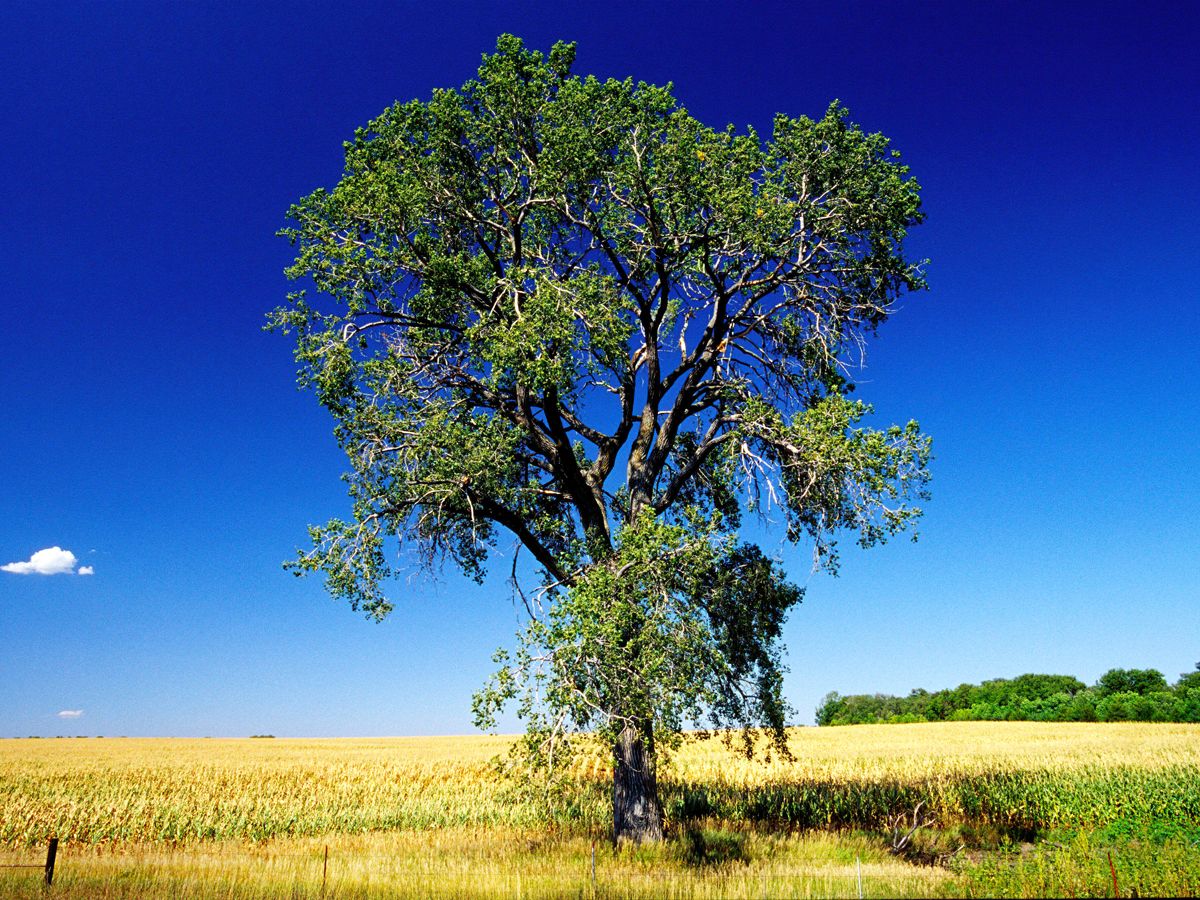 Lone tree on prairie near Gregory, South Dakota