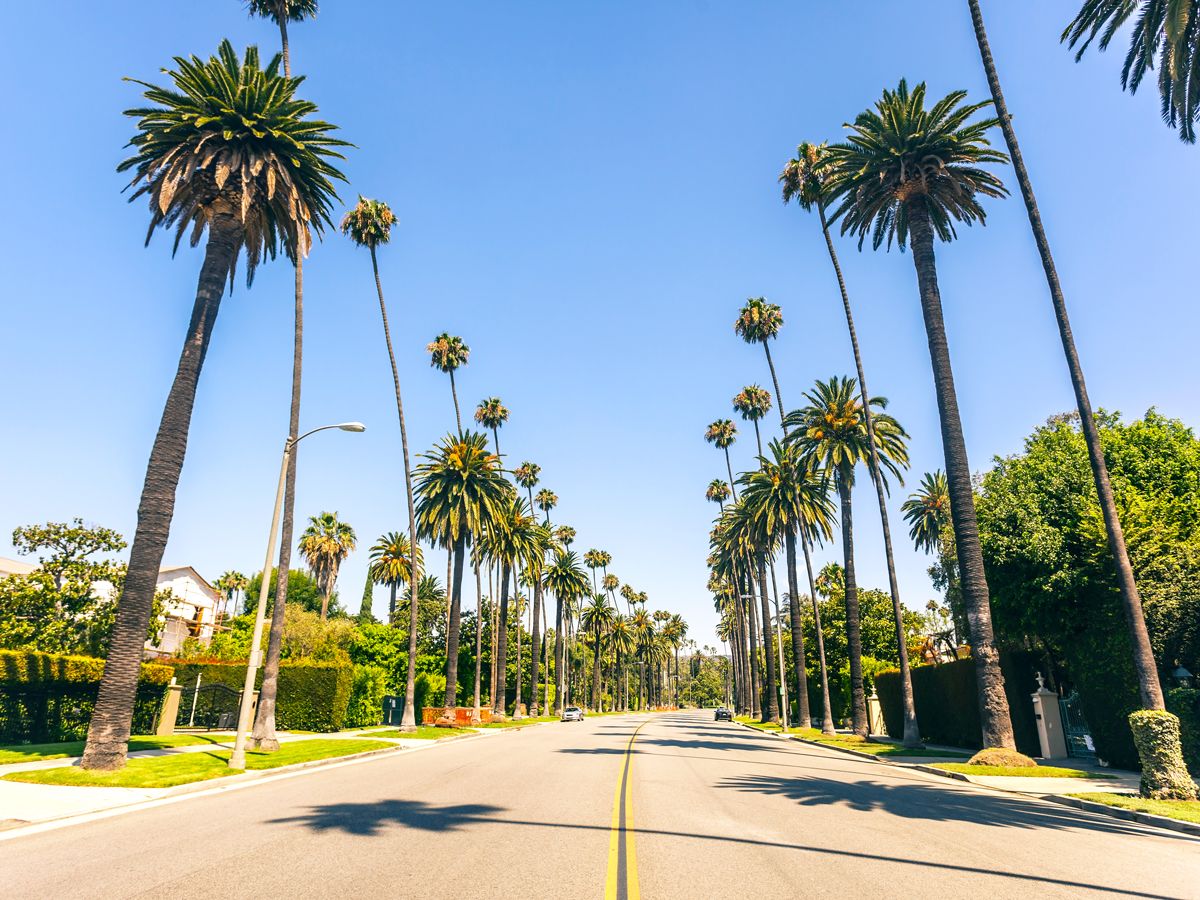 Palm trees lining Beverly Hills street