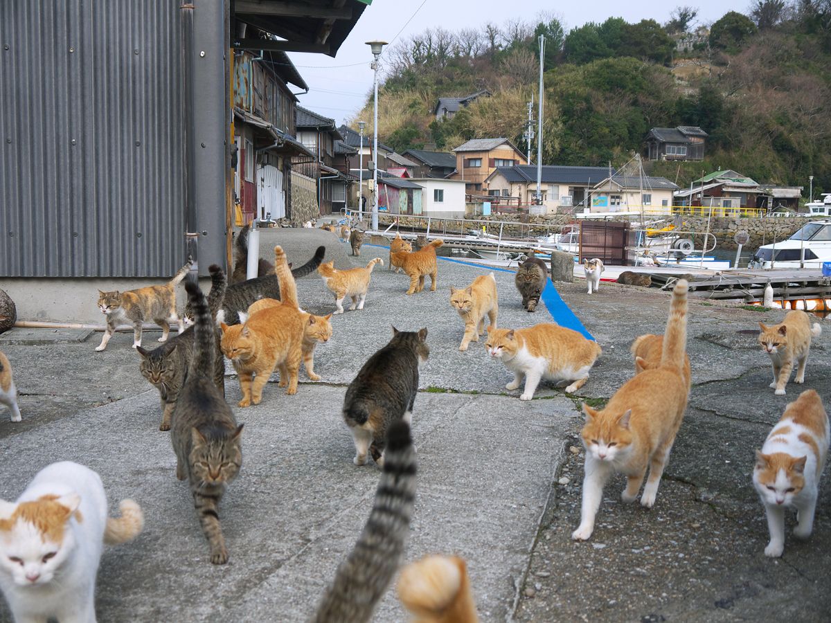 Cats wandering streets of Aoshima Island, Japan