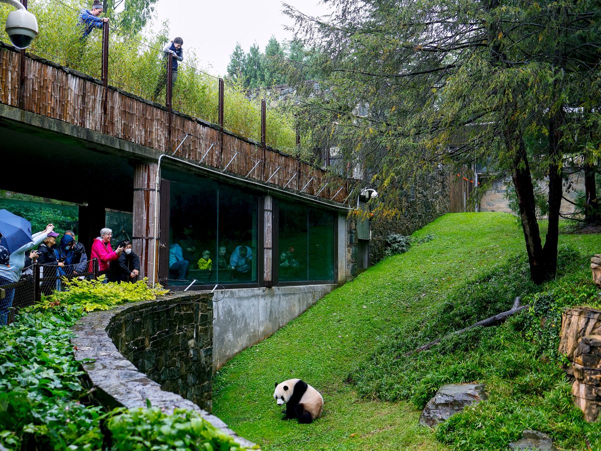 Visitors observing giant panda at the National Zoo in Washington, D.C.