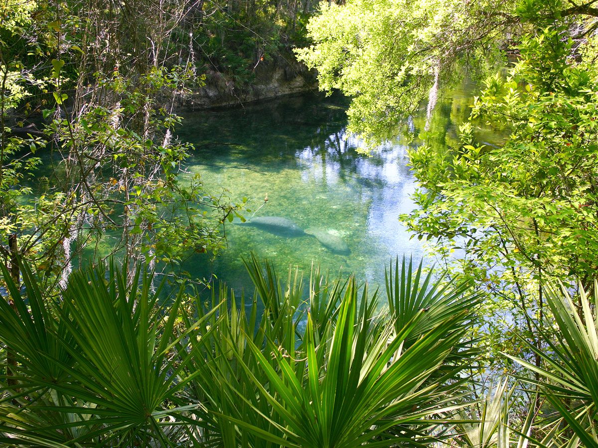 Manatees swimming in Florida river