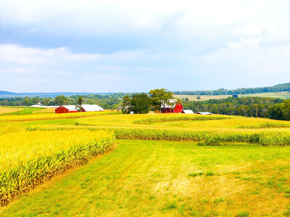 Iowa corn field