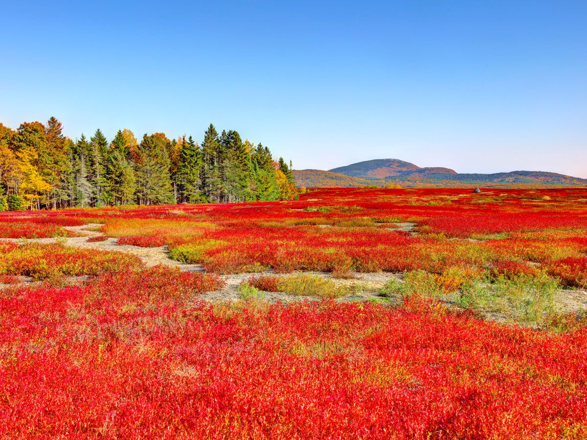 Wild blueberry field near Acadia National Park in Maine, seen in fall