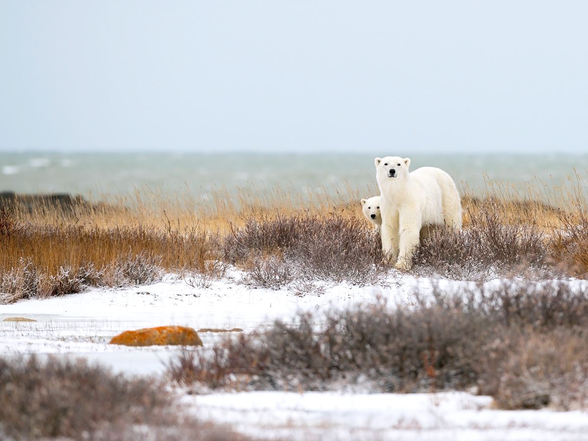 Pair of polar bears outside Churchill, Canada