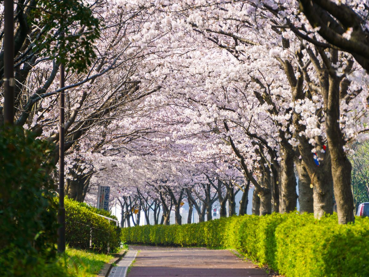 Cherry blossoms creating tunnel over street in Japan
