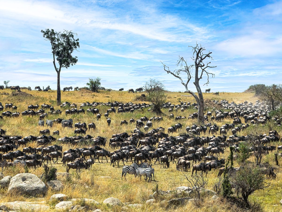 Wildebeest migration in the Serengeti of Tanzania