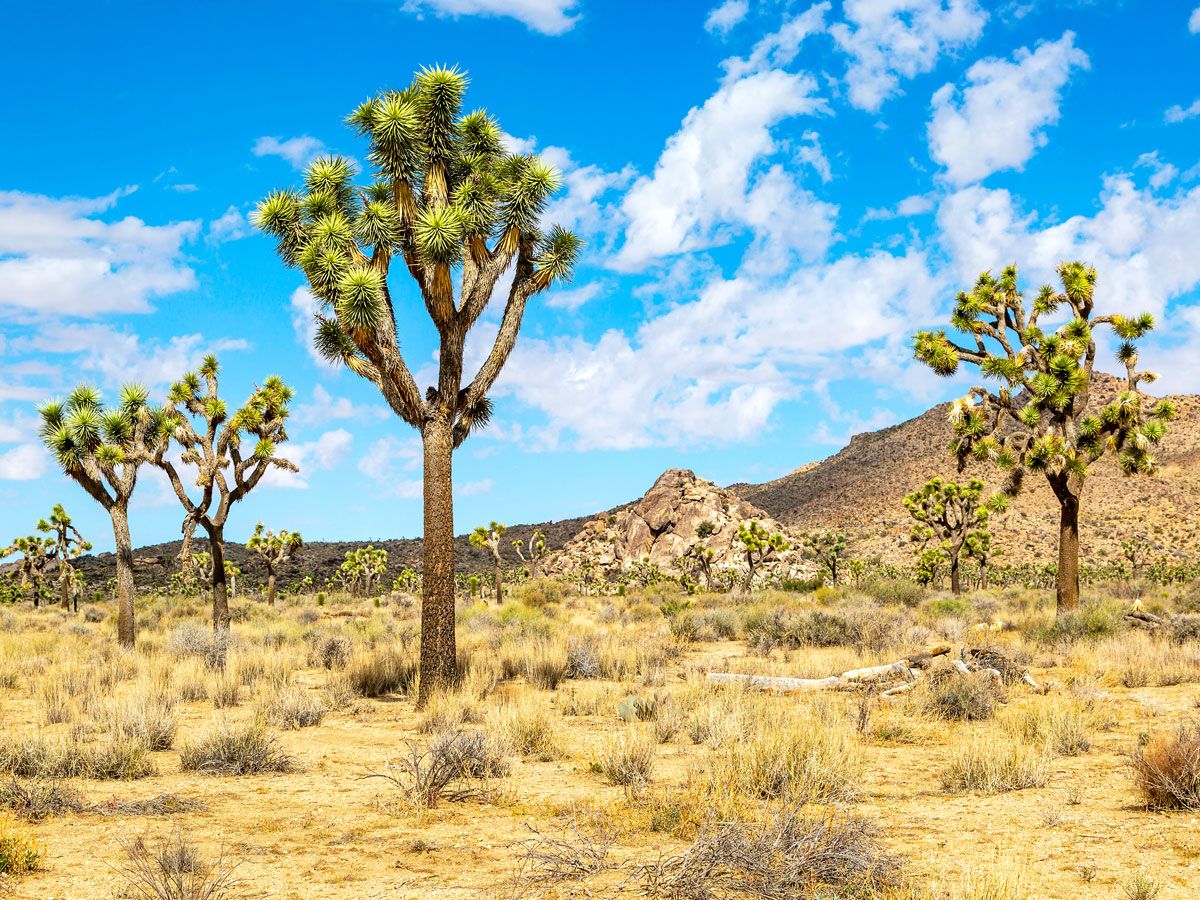 Joshua trees in California