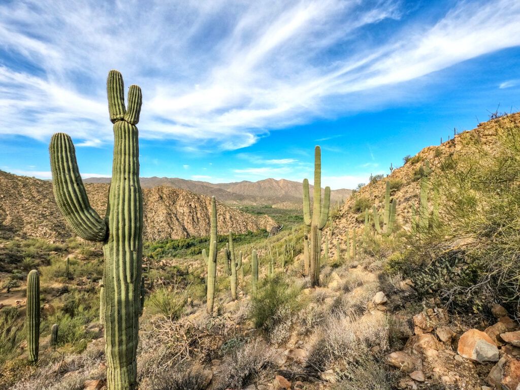 Cacti in Arizona desert