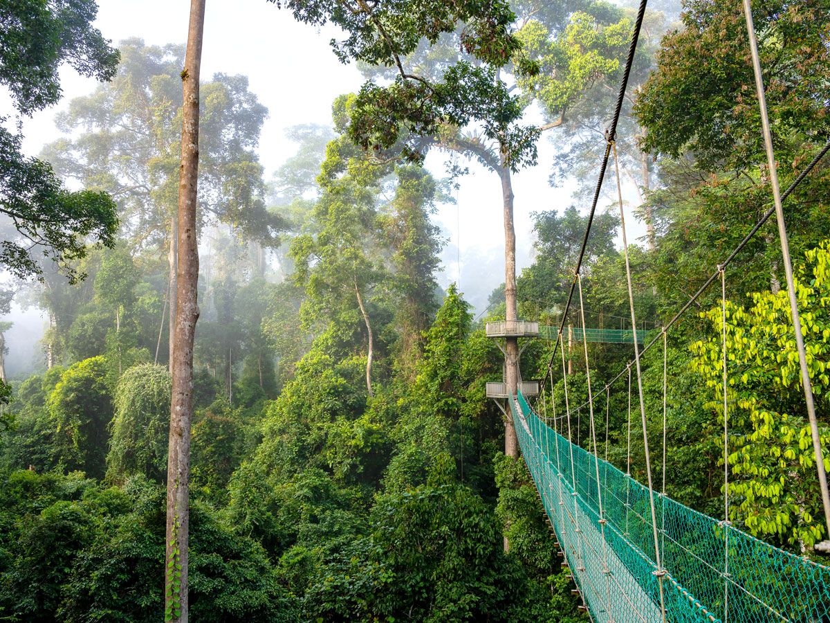 Canopy walkway through misty forest on the island of Borneo