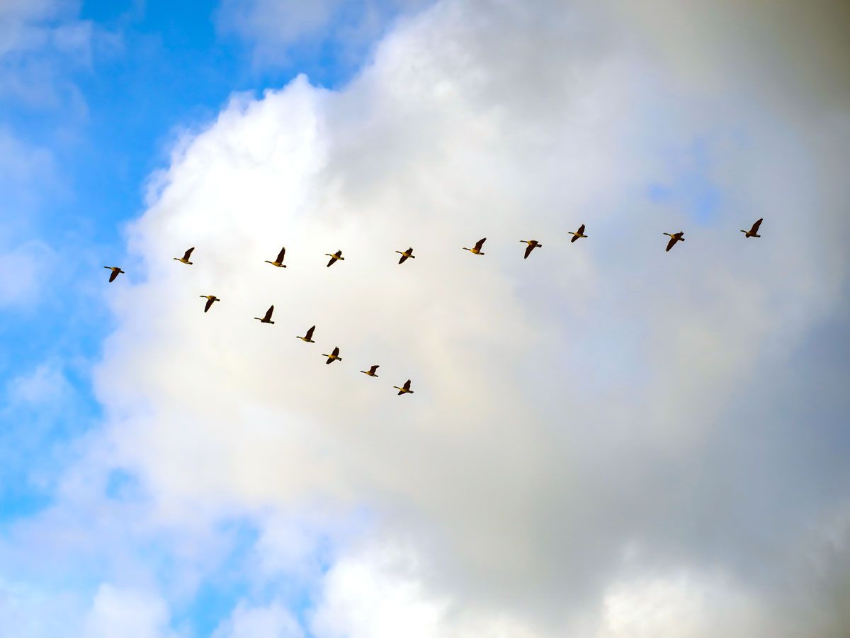 Birds flying in V-formation