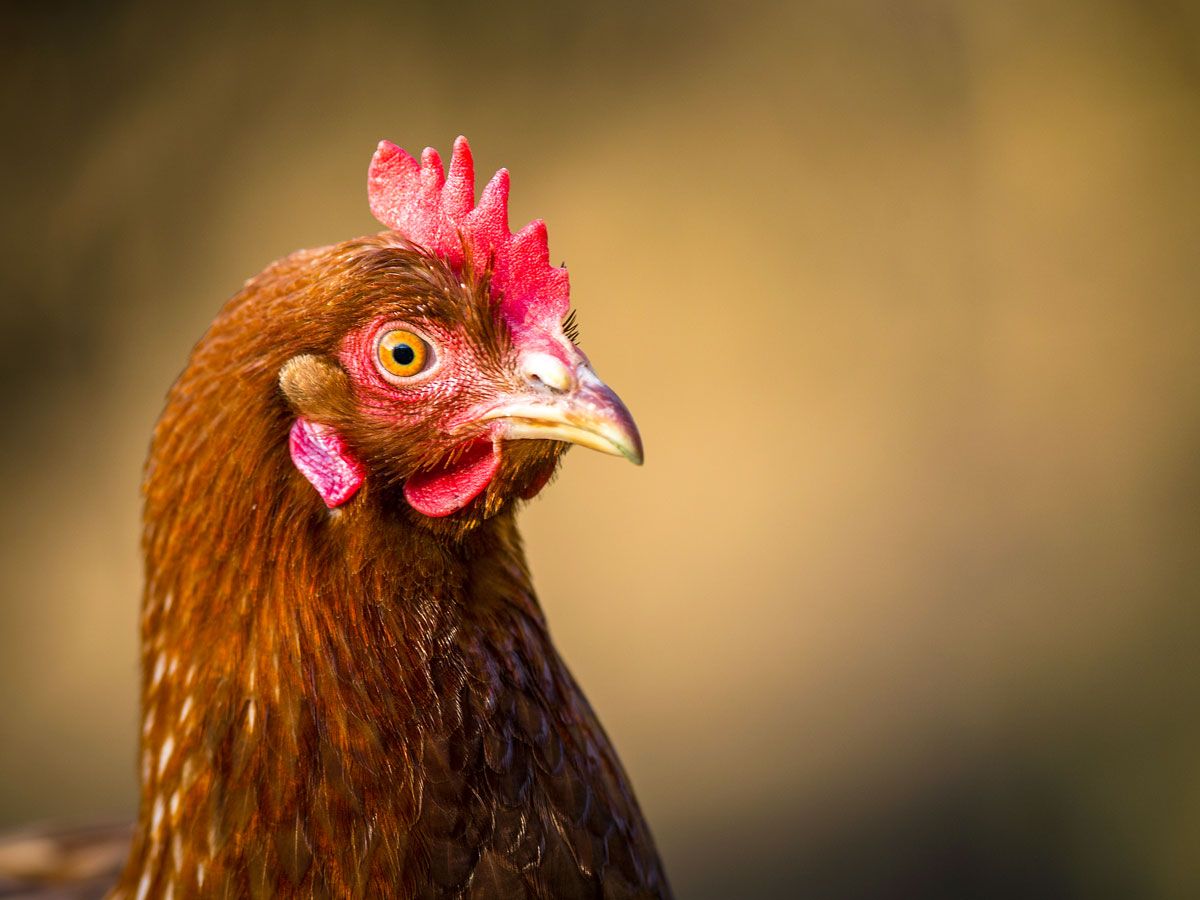 Close-up of head of live chicken