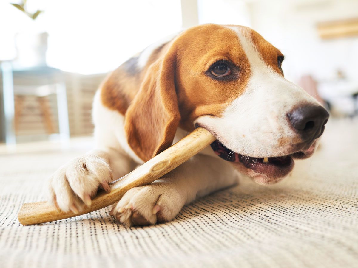 Dog chewing on bone