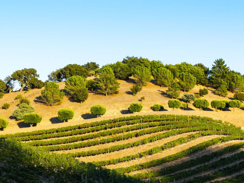 Hillside vineyards in Los Olivos, California