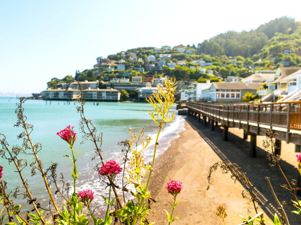 Flowers beside boardwalk in Sausalito, California