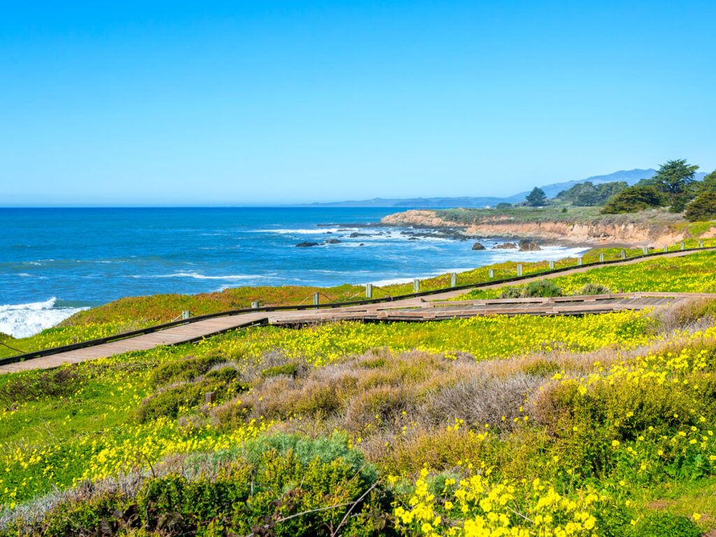 Cliffside walkway surrounded by flower fields in Cambria, California