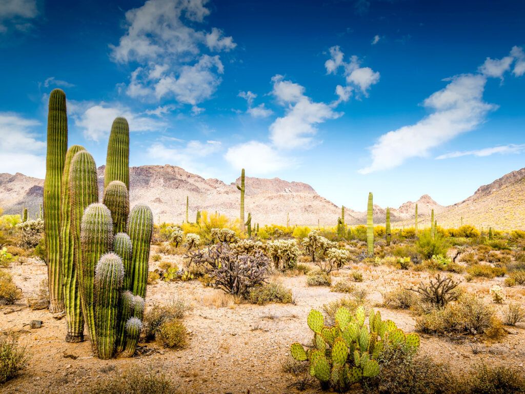 Cacti in desert outside of Phoenix, Arizona