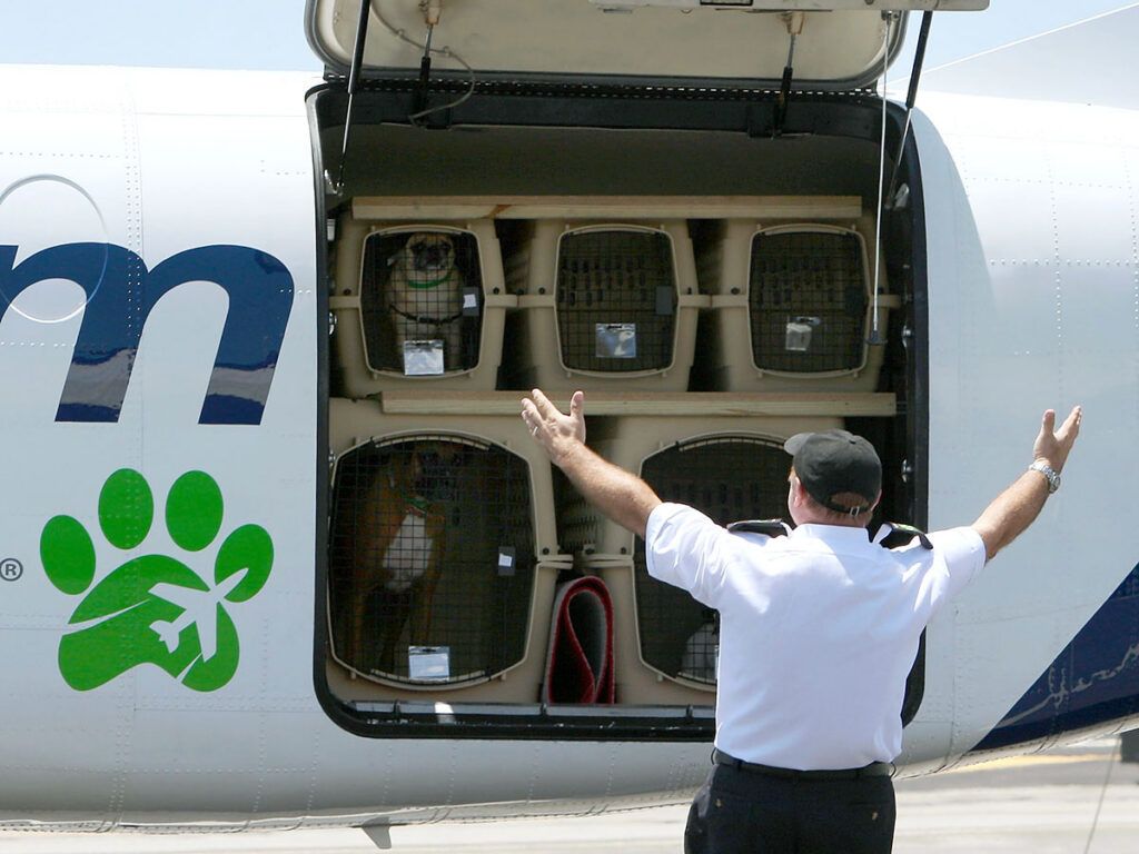 Dogs in crates aboard aircraft