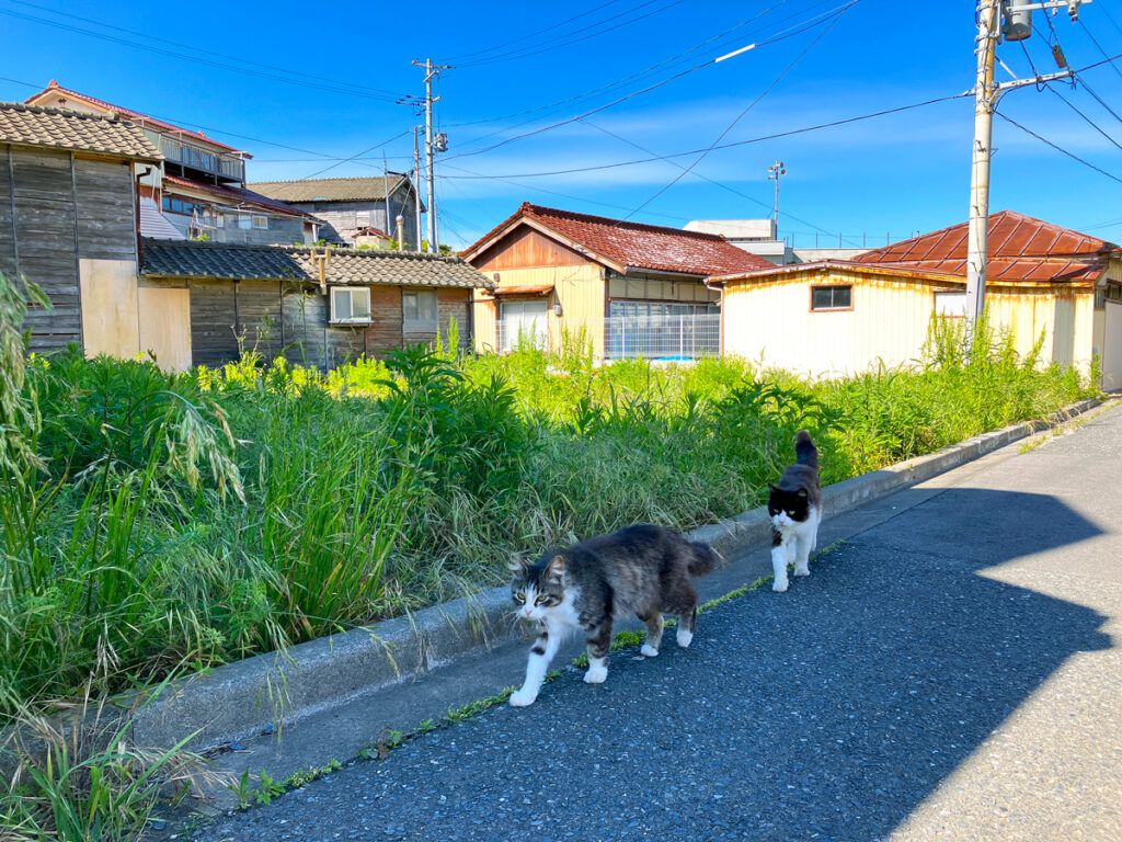 Cats roaming Tashirojima