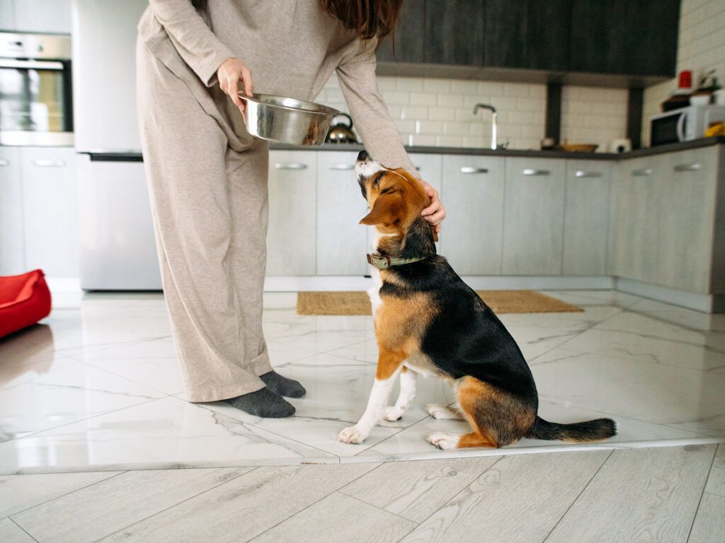 Person feeding their dog