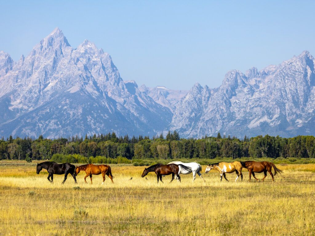 Horses roaming in Wyoming's Grand Teton National Park