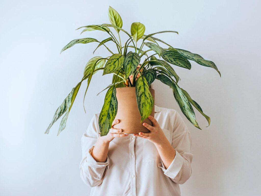 Person holding a potted houseplant obscuring their face