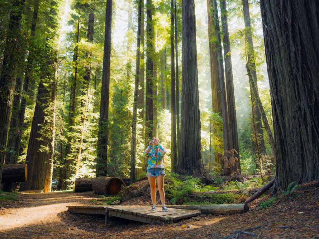 Traveler photographing redwood trees during sunrise 