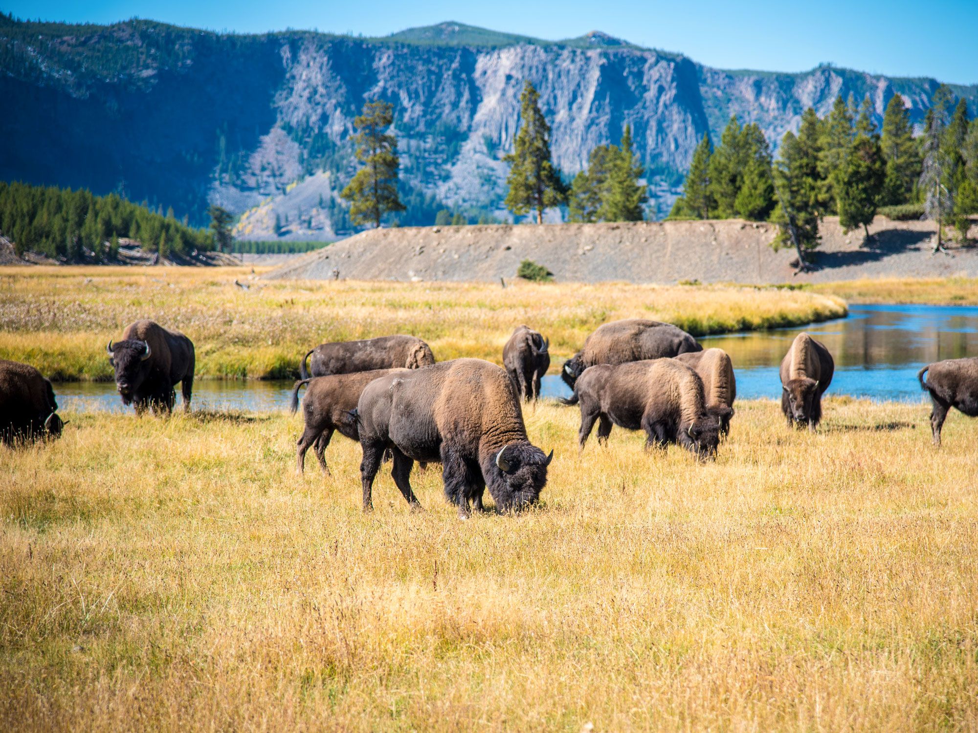 Grazing herd of bison
